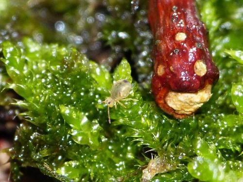 Dicyrtomina minuta